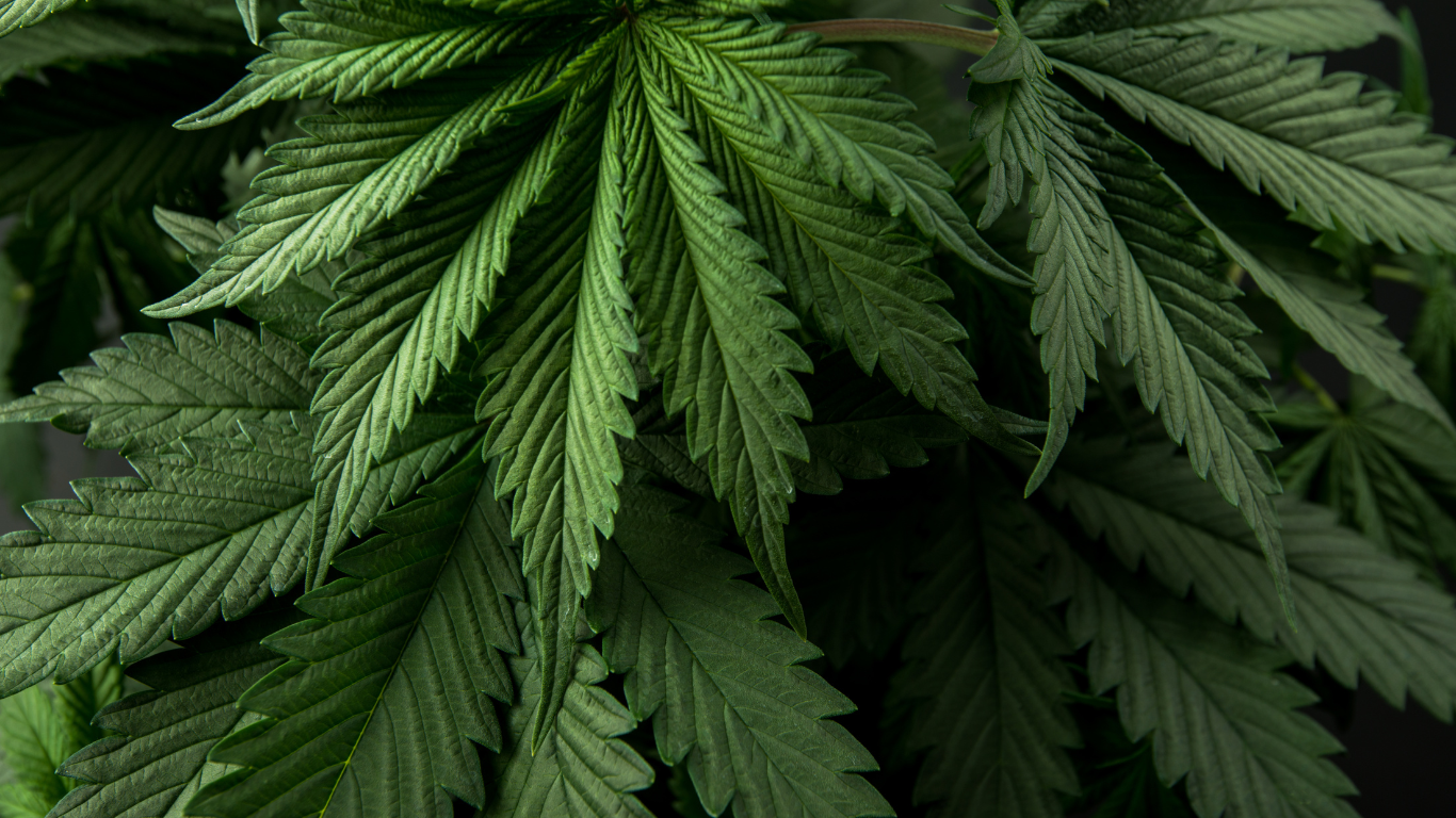 Trademarks and Cannabis